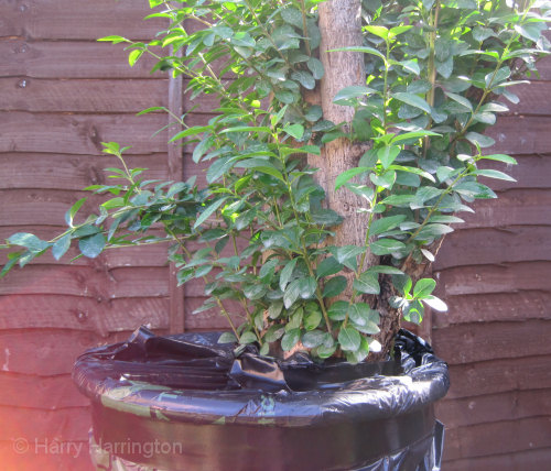 Large Privet Bonsai Progression 
